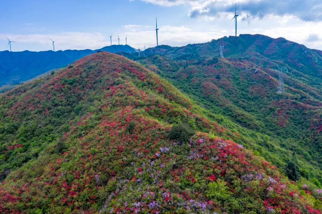 武宁九岭山森林公园图片