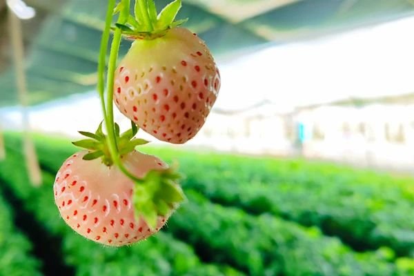 不负“莓”好时光！华亭“白雪公主”抢鲜上市