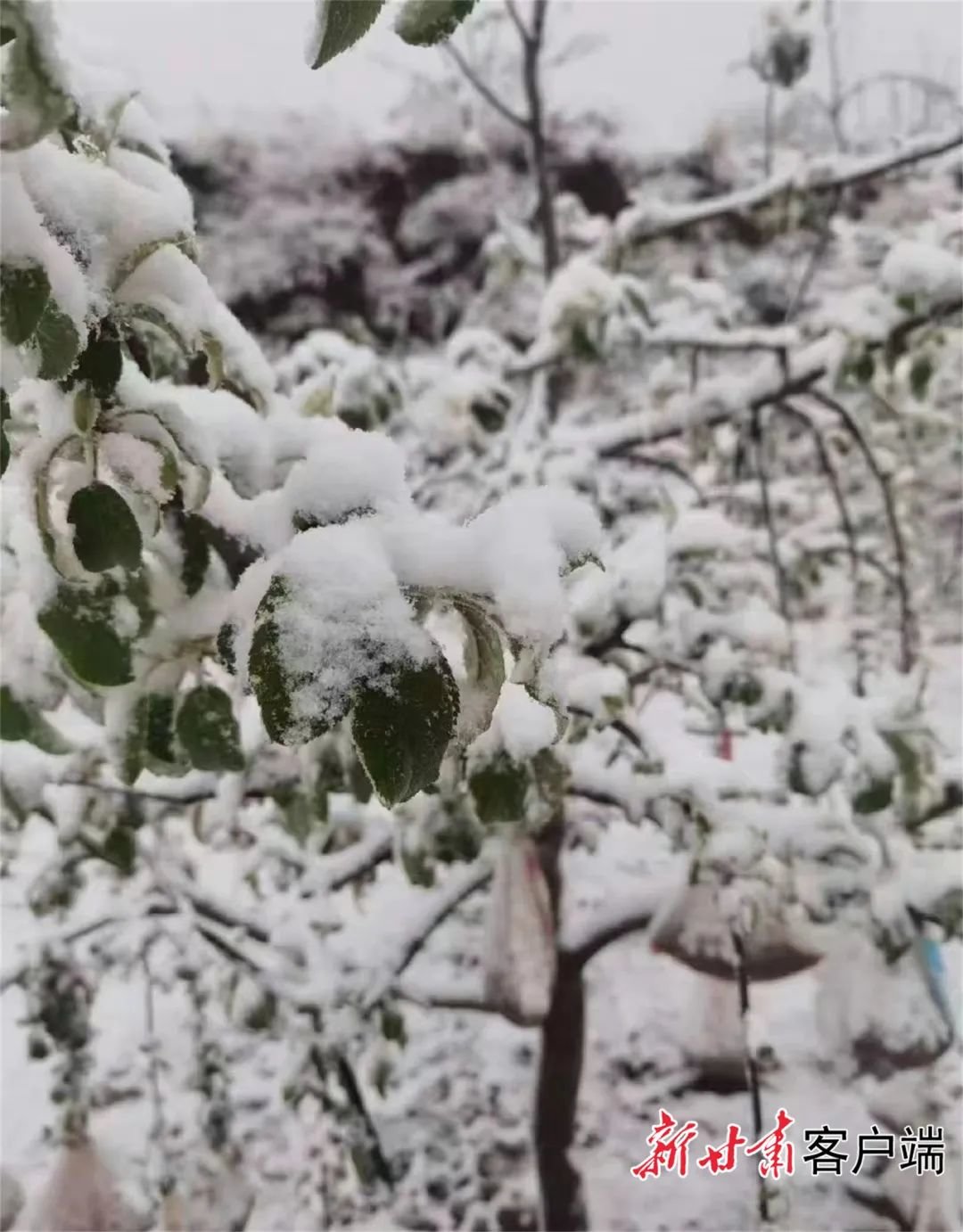 4月22日夜间，麦积区出现降温雨雪天气。省气象局供图