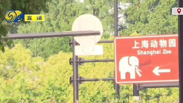 凤凰连线：上海动物园熊猫馆游客络绎不绝，盼见丫丫一面