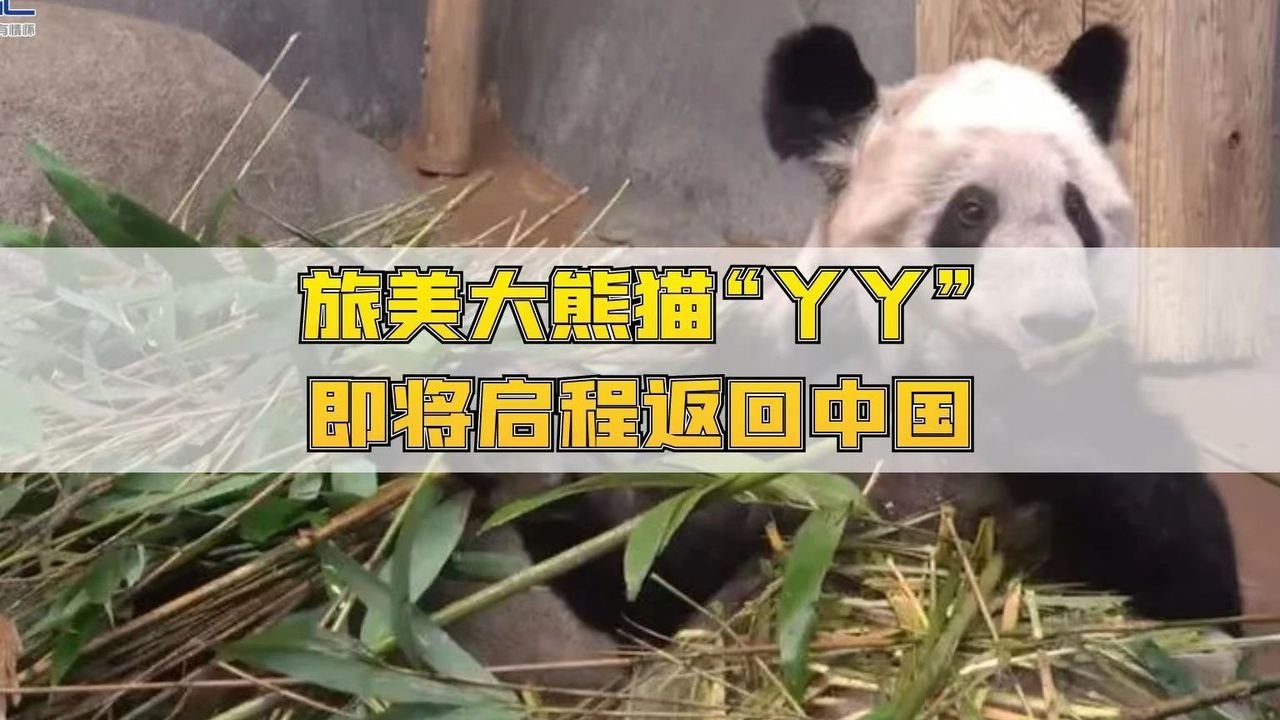旅美大熊猫“丫丫”即将启程返回中国