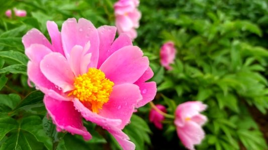 菏泽芍药花开，这个五一，你一定不能错过