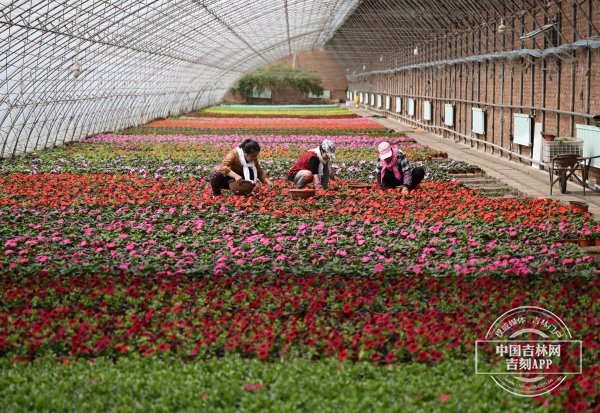 十三号村花圃种植情况1.jpeg