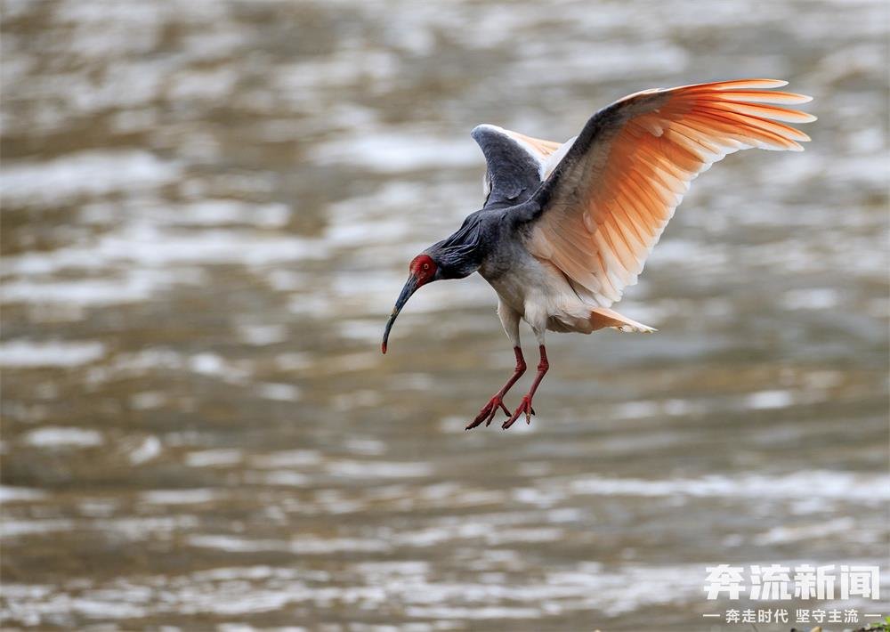 濒危朱鹮现身 时隔70年到白龙江畔“撒野”