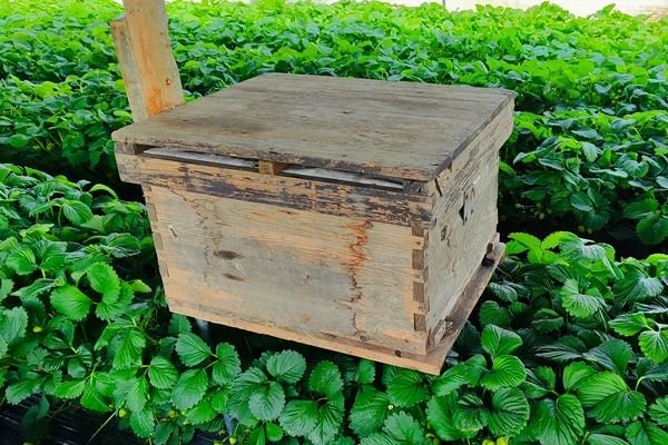 不负“莓”好时光！华亭“白雪公主”抢鲜上市