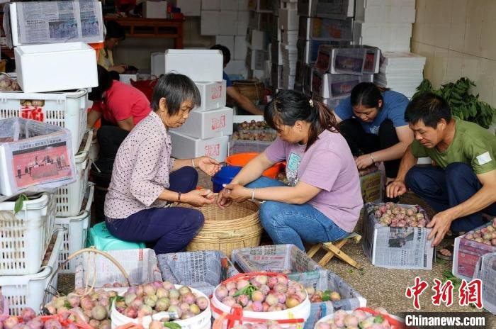 “中国李乡”广东信宜三华李上市产品供不应求