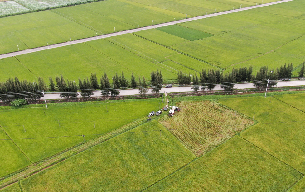 台山高标准农田 陈方欢 摄