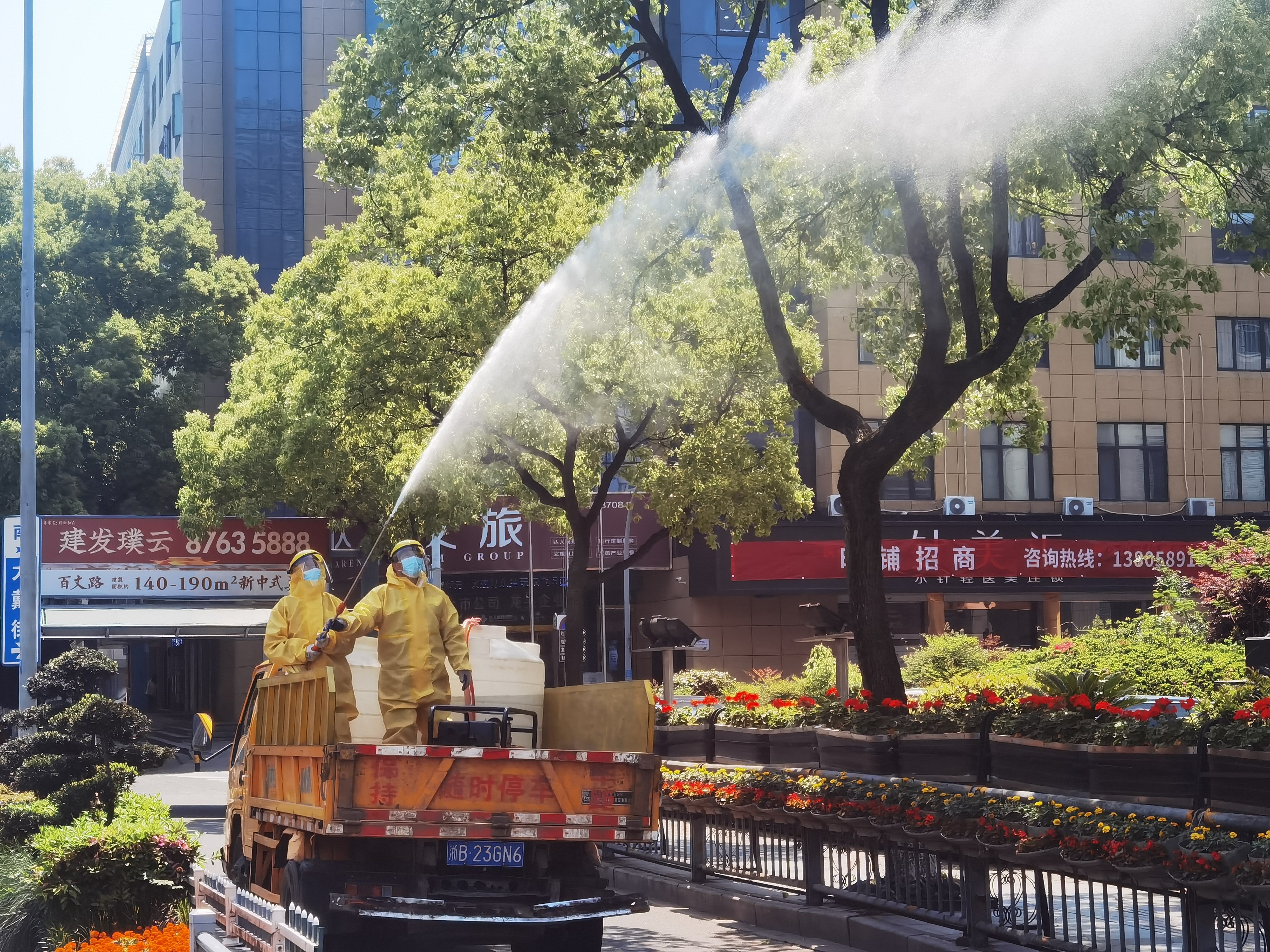 “果实掉落污染路面”怎么破？  鄞州区园林部门开展行道树施药控果专项行动