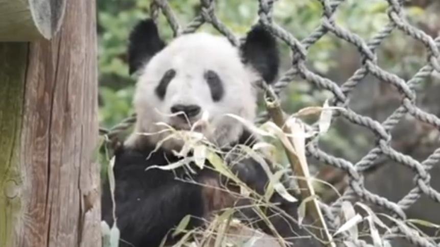 旅美大熊猫“丫丫”启程回国,将落地上海_凤凰网视频_凤凰网