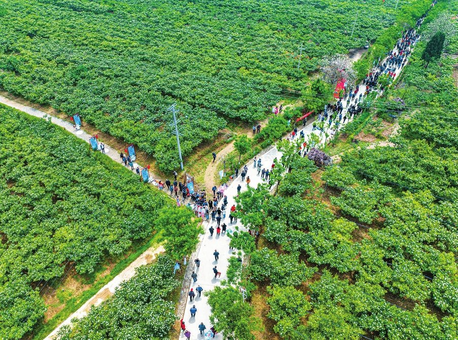 山楂花灿然绽放 七里坡游人如织