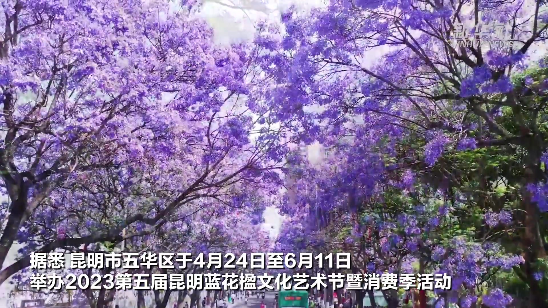 直击蓝花楹绽放！春城昆明的“花式浪漫”