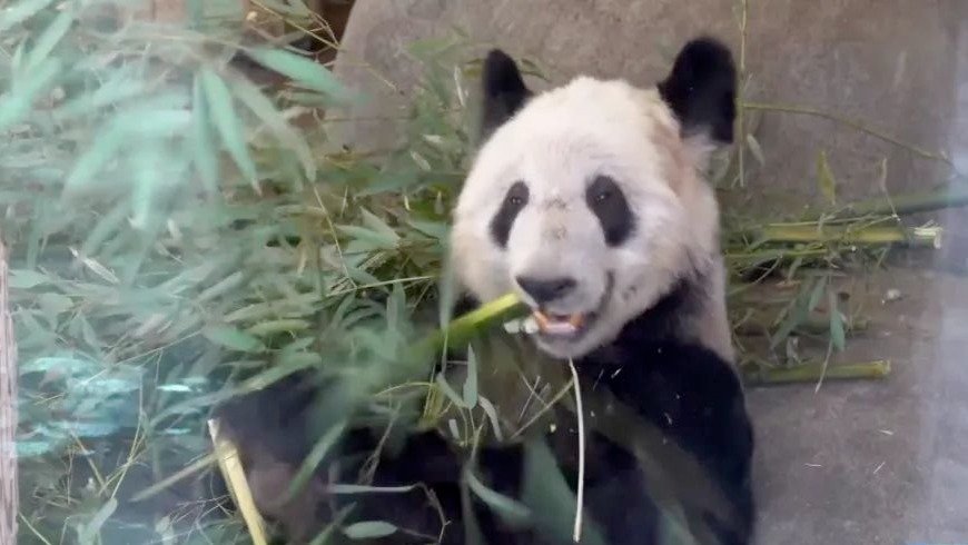 旅美大熊猫“丫丫”回国,牵动亿万人心_凤凰网