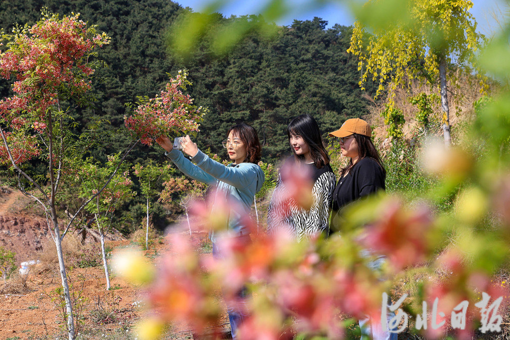 4月24日，游客在迁西县新庄子镇庚水田园文冠果园区赏花拍照。