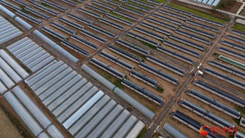 “链”上谋发展 甘肃泾川“犇”向美好生活