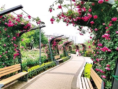 郑州市第29届月季花展在月季公园举行 近40万株月季邀你观赏凤凰网