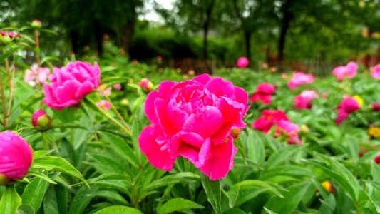 菏泽芍药花开，这个五一，你一定不能错过