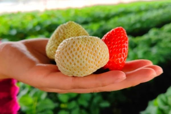 不负“莓”好时光！华亭“白雪公主”抢鲜上市