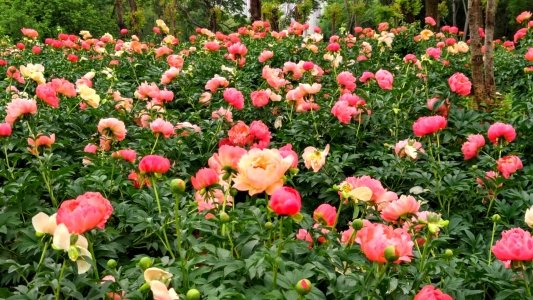 菏泽芍药花开，这个五一，你一定不能错过