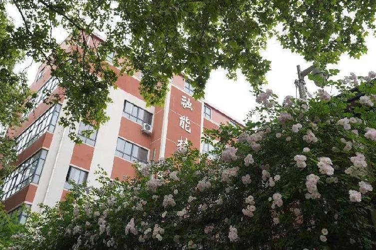 校园融能楼下的蔷薇花