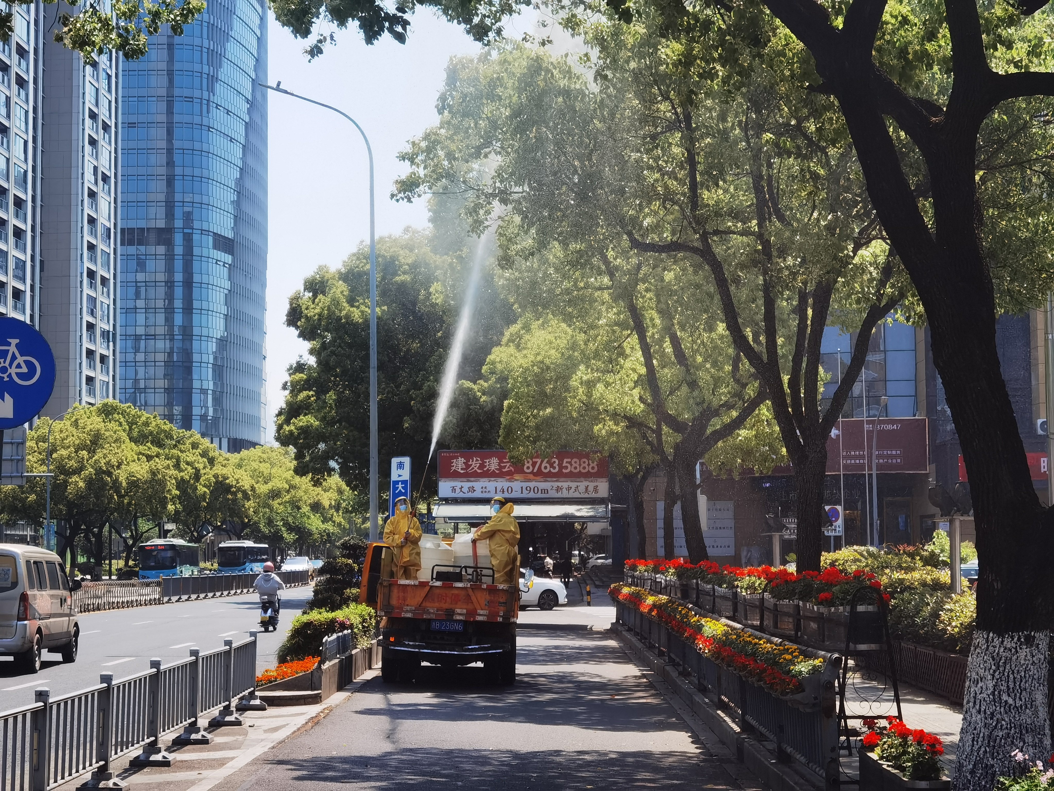 “果实掉落污染路面”怎么破？  鄞州区园林部门开展行道树施药控果专项行动
