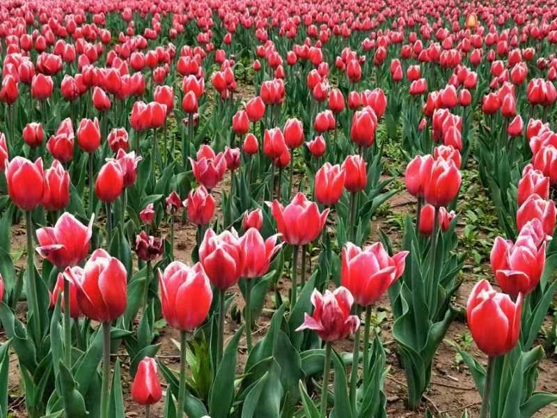 在临夏永靖，“郁”见美好！