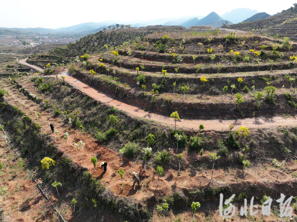 4月24日，迁西县新庄子镇新庄子村农民在庚水田园文冠果园区劳作。