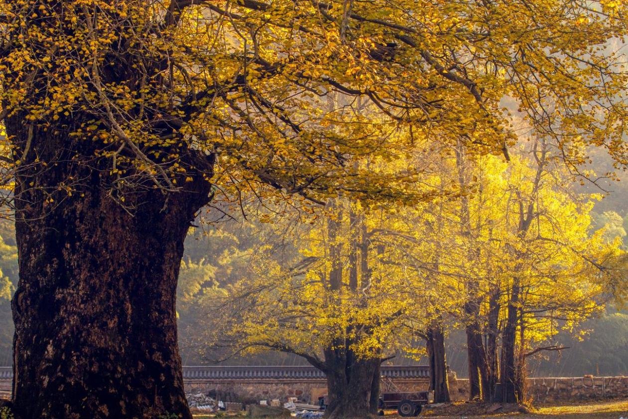 永修云居山千年古杏(张小林摄)