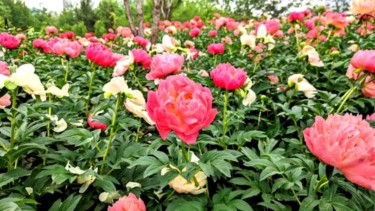 菏泽芍药花开，这个五一，你一定不能错过