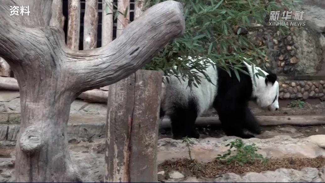 中国旅泰大熊猫“林惠”去世