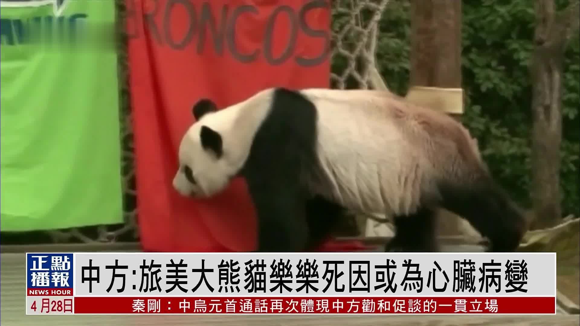 中方：旅美大熊猫乐乐死因或为心脏病变