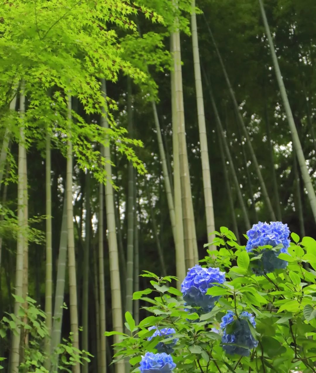 @图虫创意
