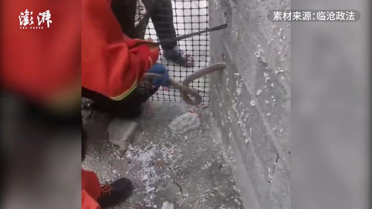 居民家中闯入多条菜花蛇，警方出击擒拿