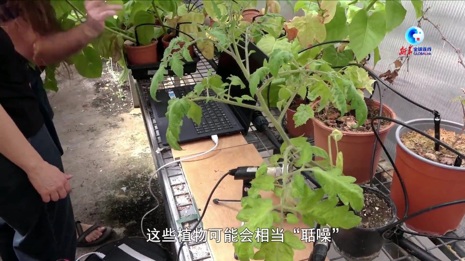 全球连线|植物“说话”的奥秘如何被揭开