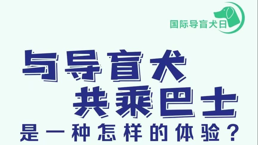 国际导盲犬日，与导盲犬共乘巴士，是一种怎样的体验？