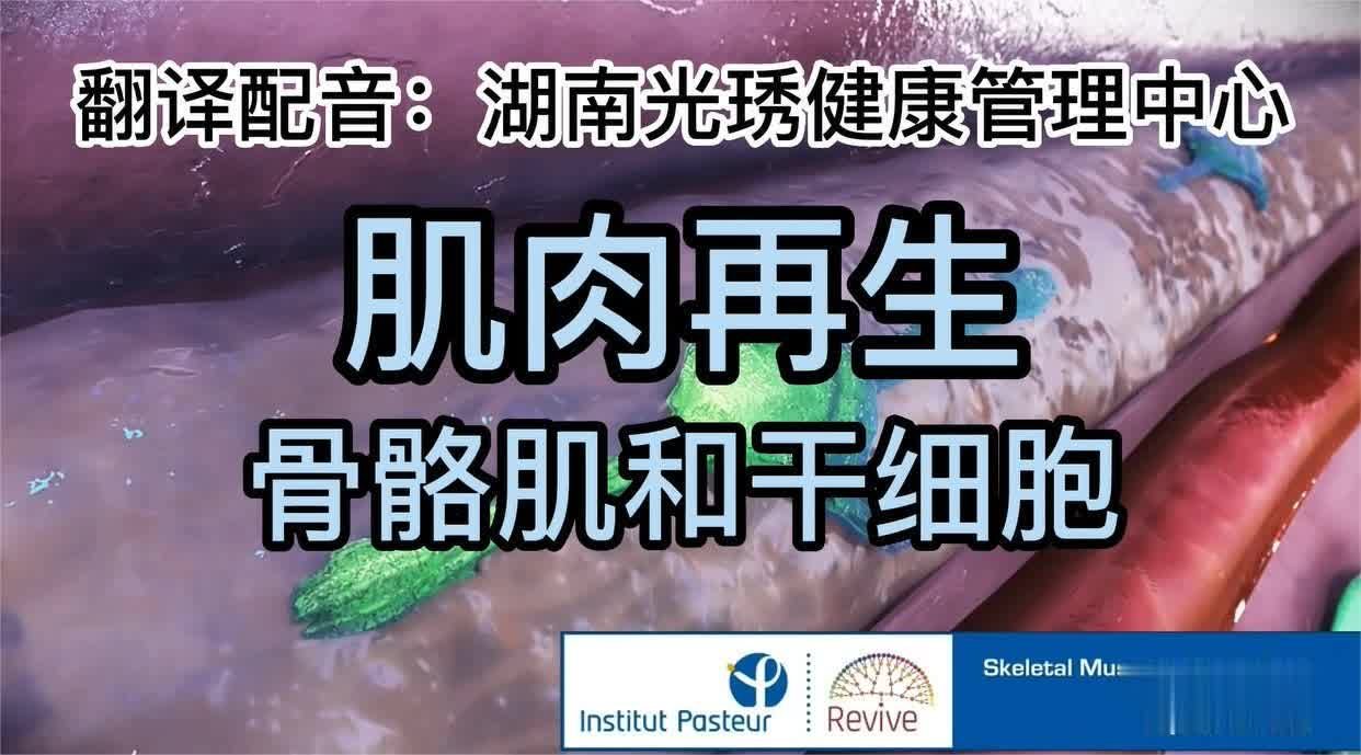 肌肉是如何生长的？损伤是如何修复的？不知道的你看看这个视频