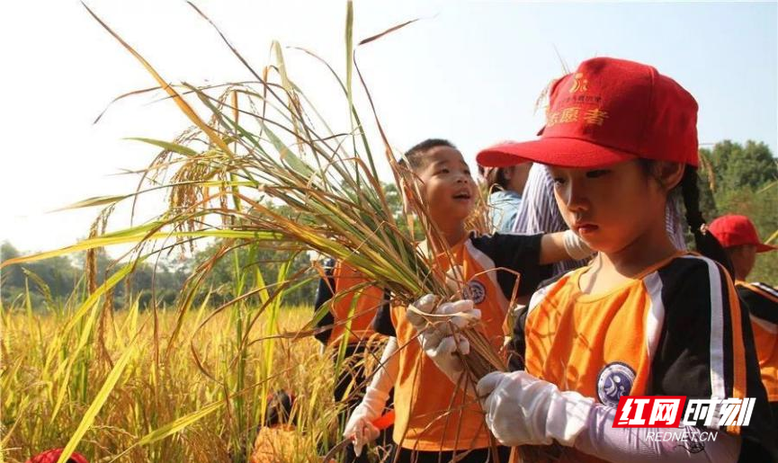 研究稻杆的华丽转身。