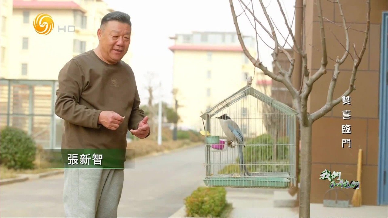 粉丝捡到小喜鹊送来，张新智给它取名“灰灰”，从此又多一个“孩子”