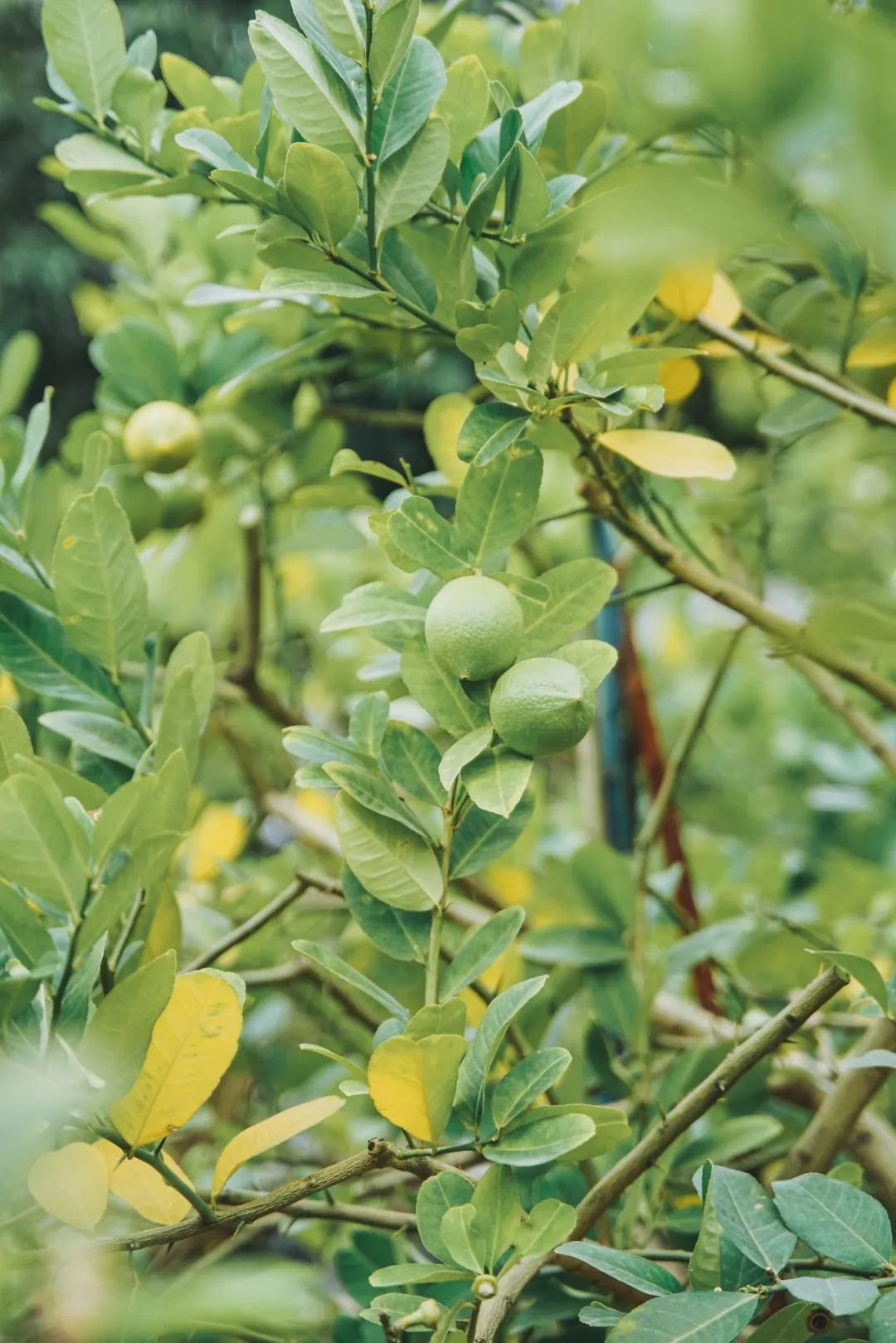 五一顺德火车头「最全打卡攻略」出炉，还有门票免费送！！！
