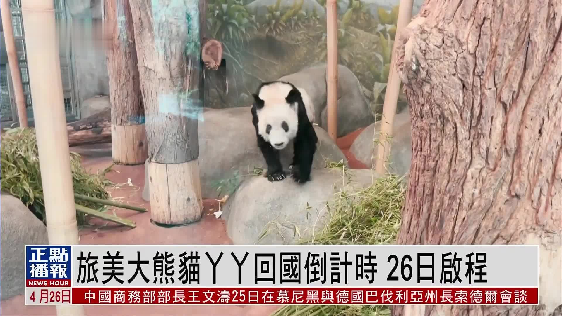 旅美大熊猫丫丫回国倒计时 预计北京时间27日下午抵上海_凤凰网视频_凤凰网