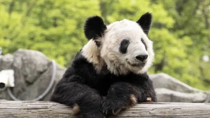 今日回家!大熊猫丫丫结束20年旅美生活归国 完成检疫后将回北京动物园_凤凰网