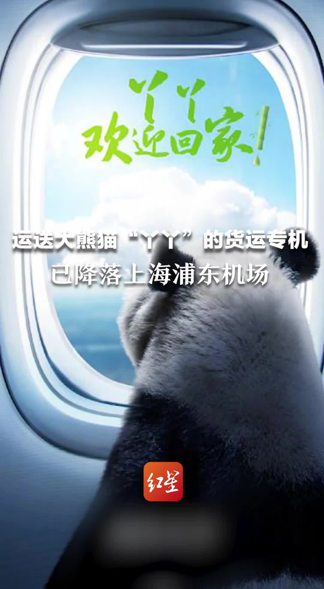 运送大熊猫“丫丫”的货运专机已降落上海浦东机场