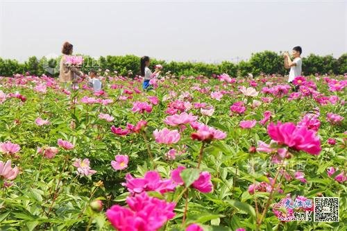 江西余干：芍药花开醉游人 视觉江西 韩海建 白贤才 摄