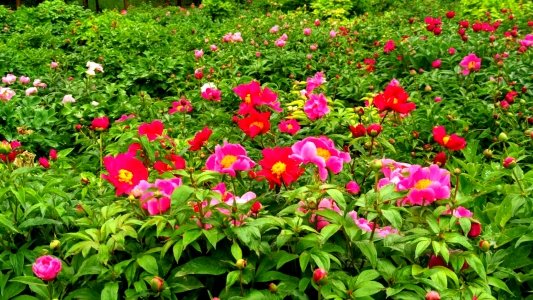 菏泽芍药花开，这个五一，你一定不能错过
