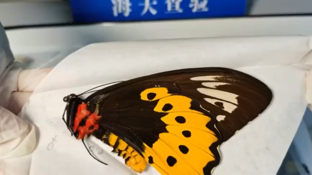苏州海关查获18枚濒危蝴蝶标本