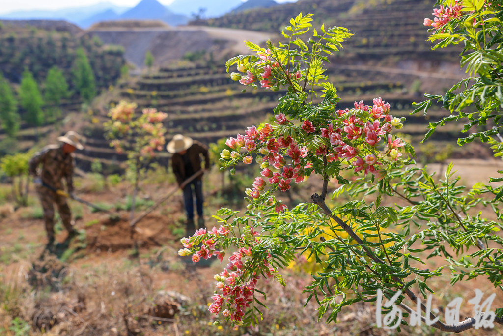 4月24日，迁西县新庄子镇新庄子村农民在庚水田园文冠果园区劳作。