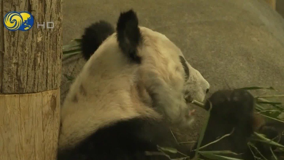 凤凰连线：旅美大熊猫丫丫启程回国，两名美方专家陪同