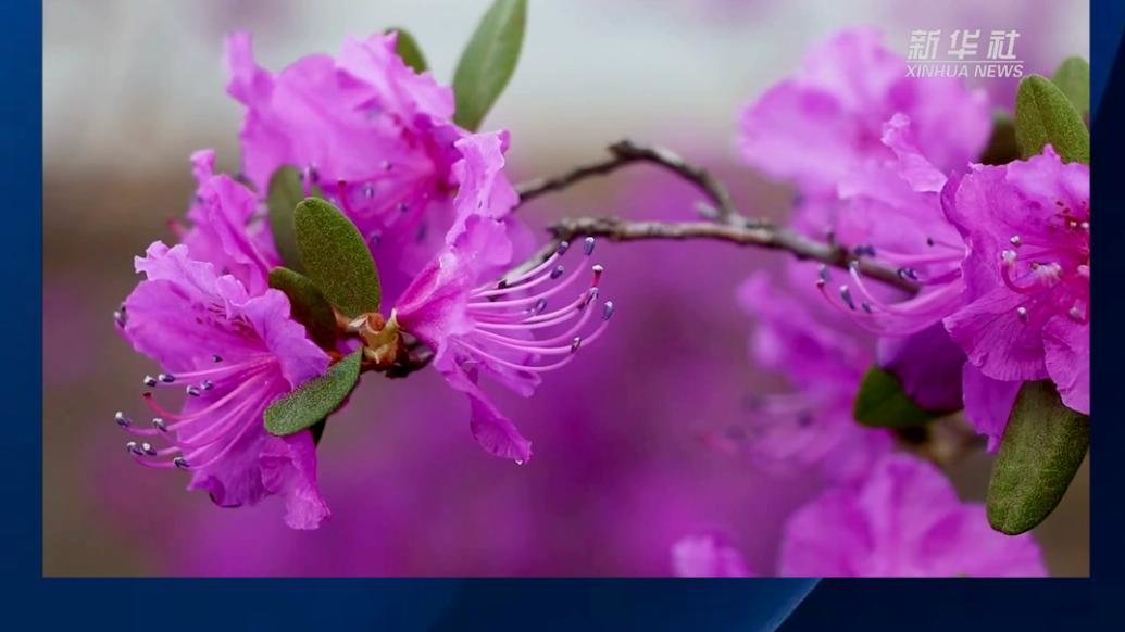 春光烂漫，杜鹃花开