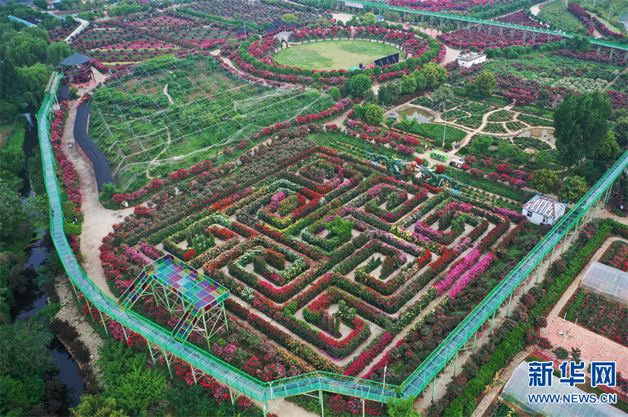 这是5月5日拍摄的南阳月季博览园（无人机照片）。