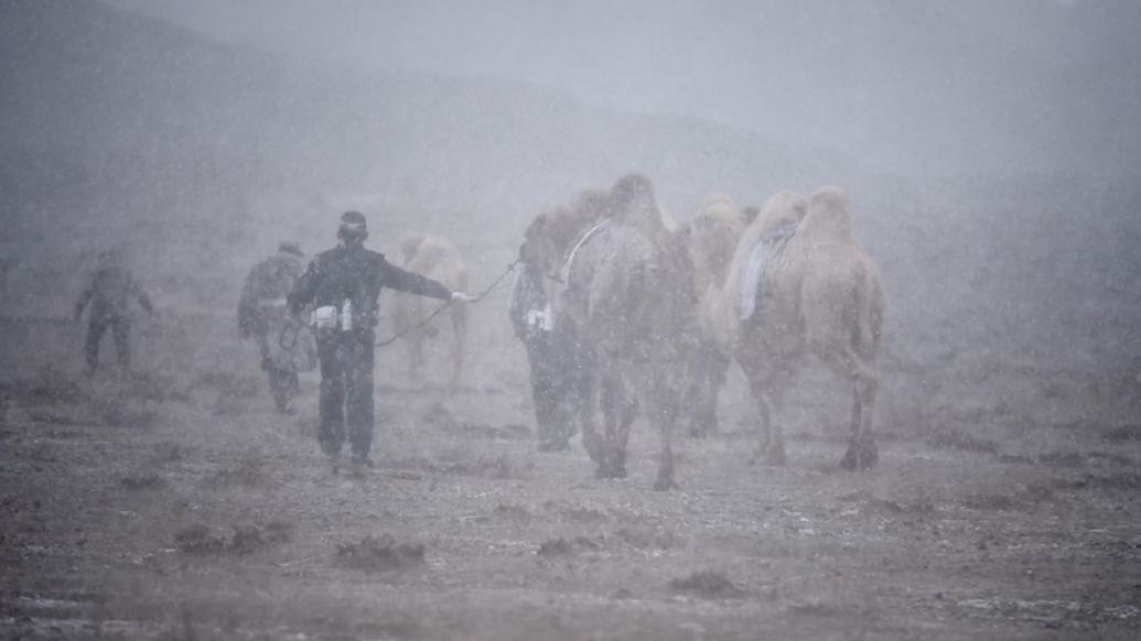 民警大雪中为牧民找回26峰骆驼：历经6小时，衣服全部湿透