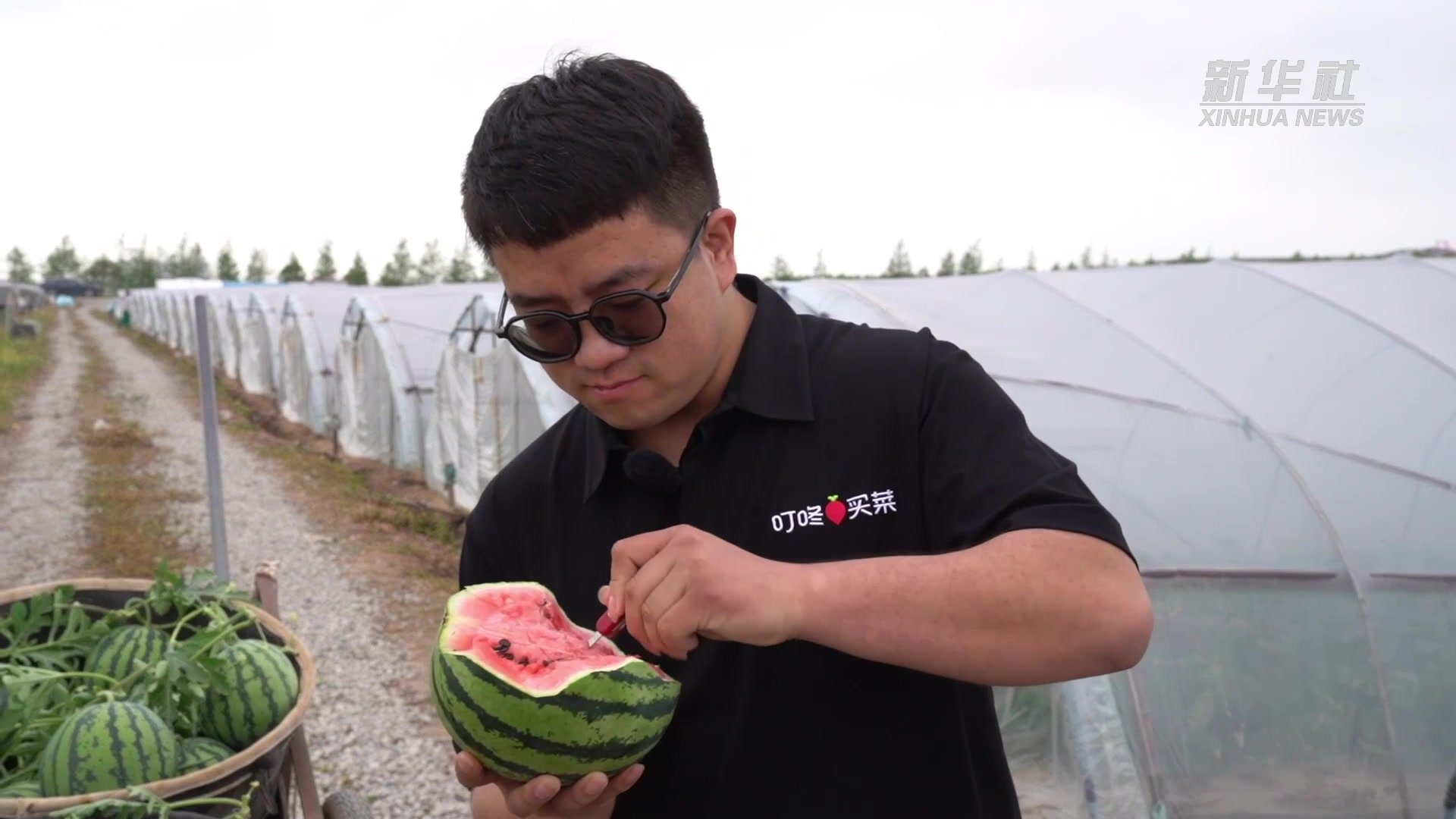 上海：“南汇8424”西瓜集中上市 “甜蜜”产业促增收